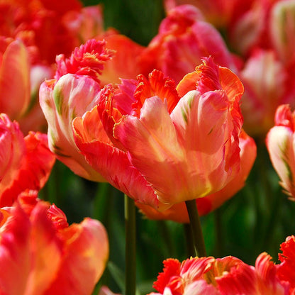 Apricot Parrot Tulip
