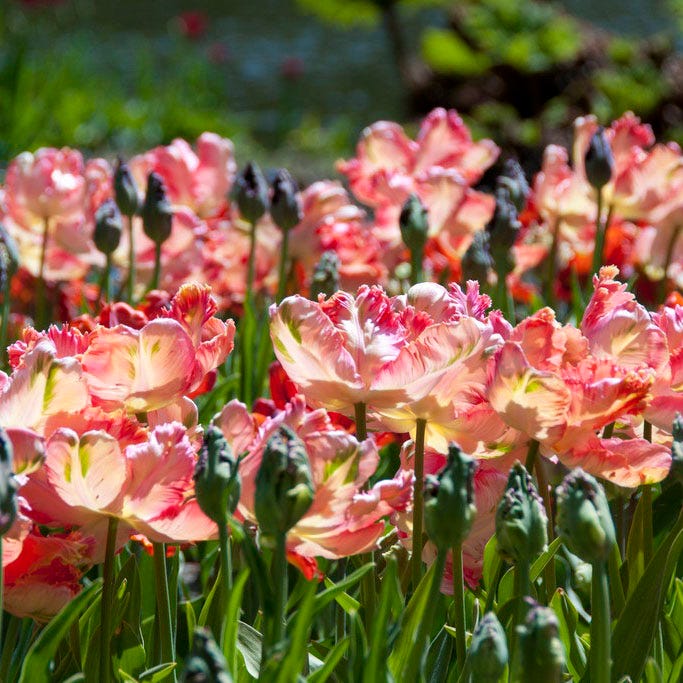 Apricot Parrot Tulip