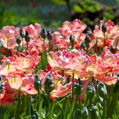 Apricot Parrot Tulip