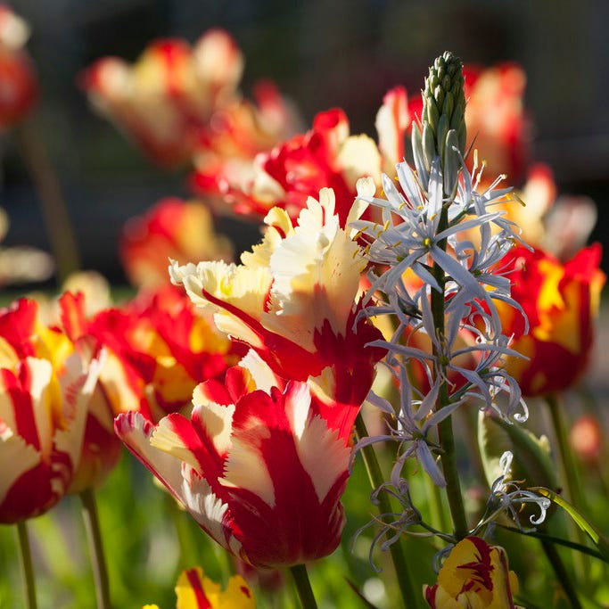 Flaming Parrot Tulip