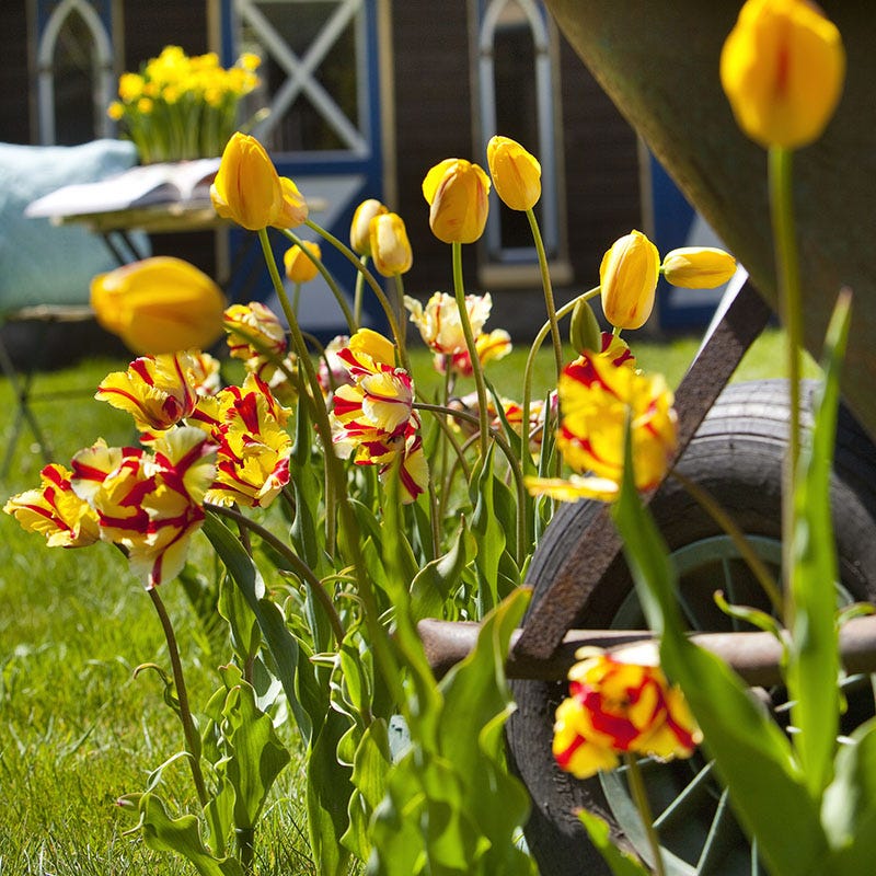 Flaming Parrot Tulip - Thumbnail 4