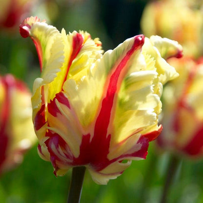 Flaming Parrot Tulip
