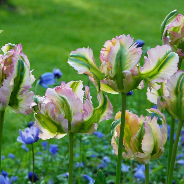 Green Wave Parrot Tulip - Thumbnail 2