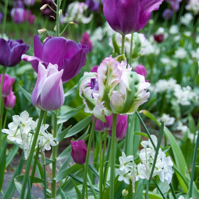 Green Wave Parrot Tulip