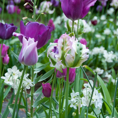 Green Wave Parrot Tulip