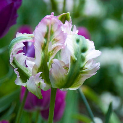 Green Wave Parrot Tulip