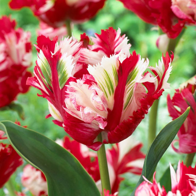 Estella Rynveld Parrot Tulip - Thumbnail 2