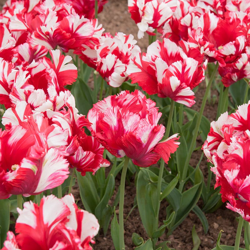 Estella Rynveld Parrot Tulip