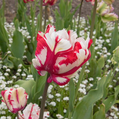 Estella Rynveld Parrot Tulip