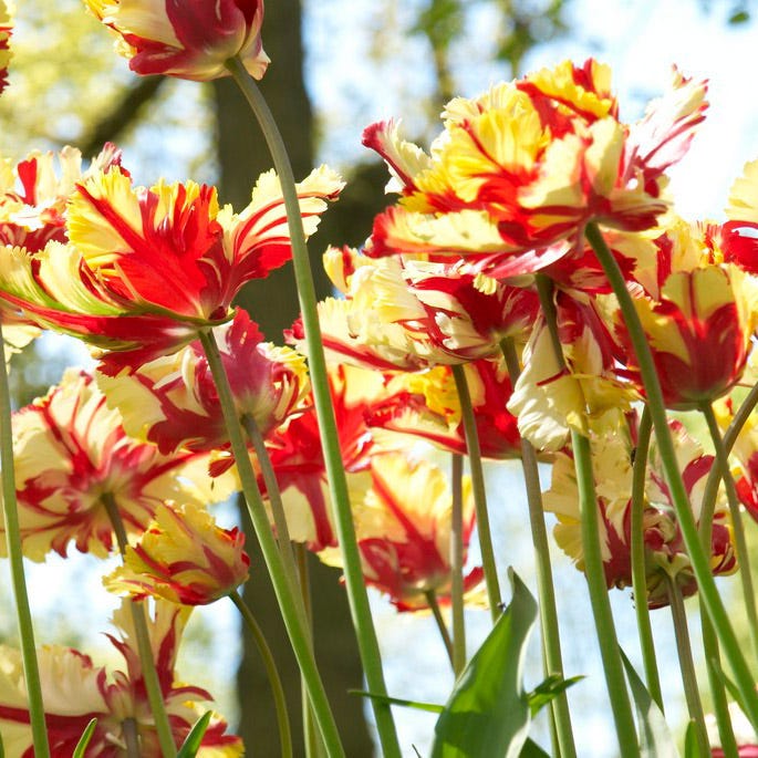 Flaming Parrot Tulip - Thumbnail 2
