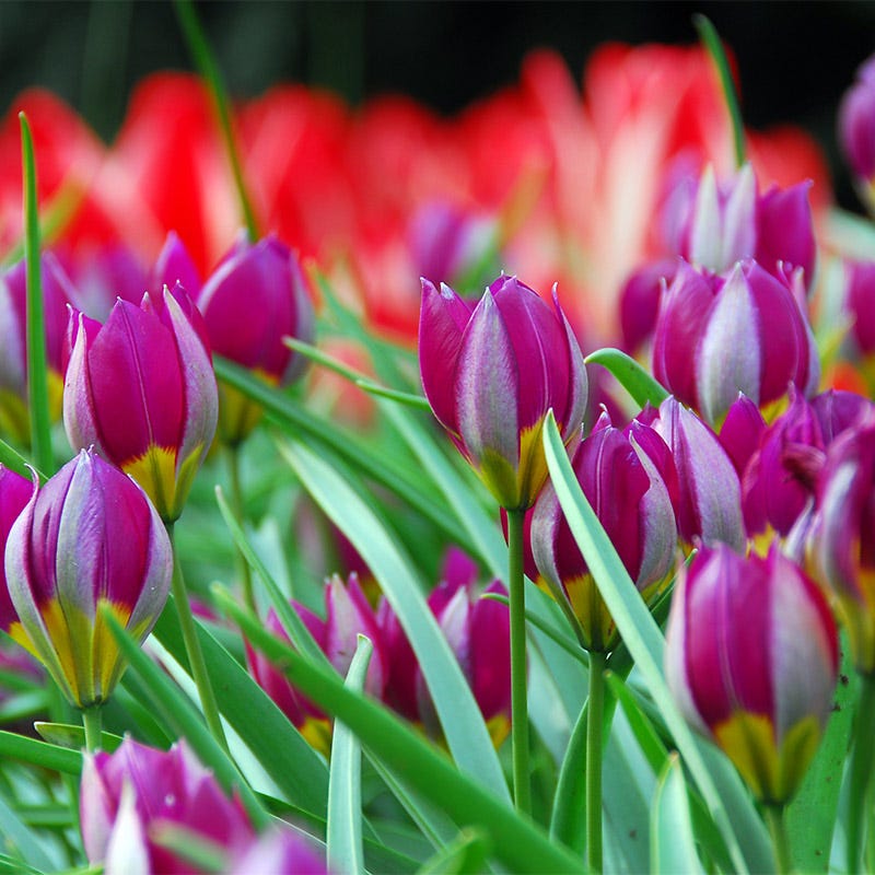 Naturalizing Wild Tulip Bulb Collection