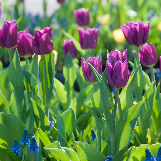 Purple Prince Single Early Tulip