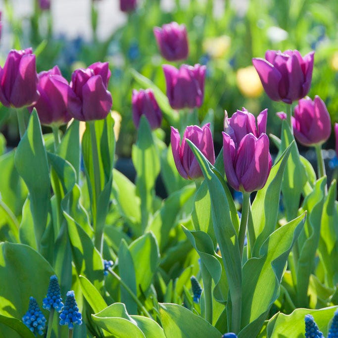 Ultraviolet Bulb Collection