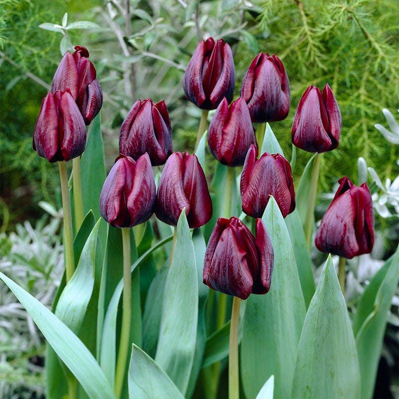 Ronaldo Triumph Tulip