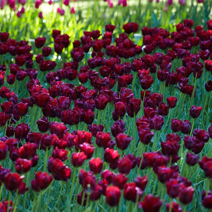 Ronaldo Triumph Tulip