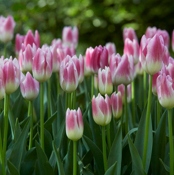 Royal Ten Triumph Tulip