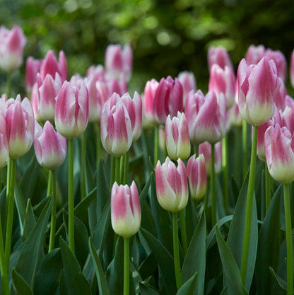 Royal Ten Triumph Tulip