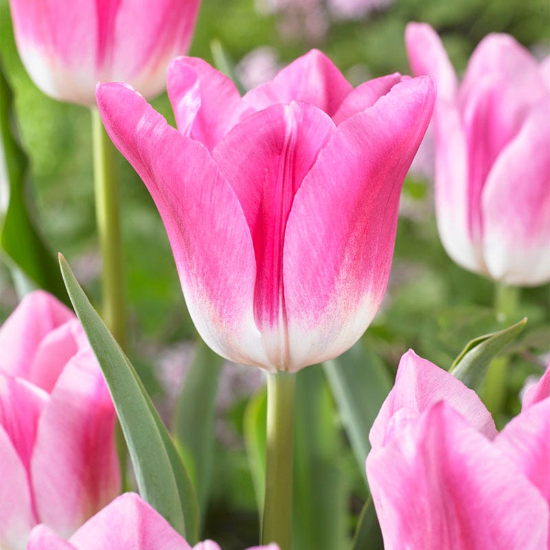 Royal Ten Triumph Tulip