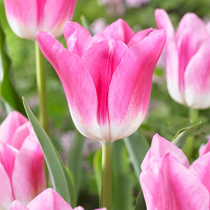 Royal Ten Triumph Tulip