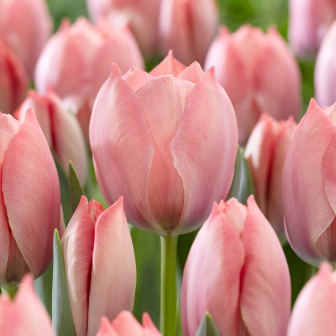 Salmon Van Eijk Darwin Tulip