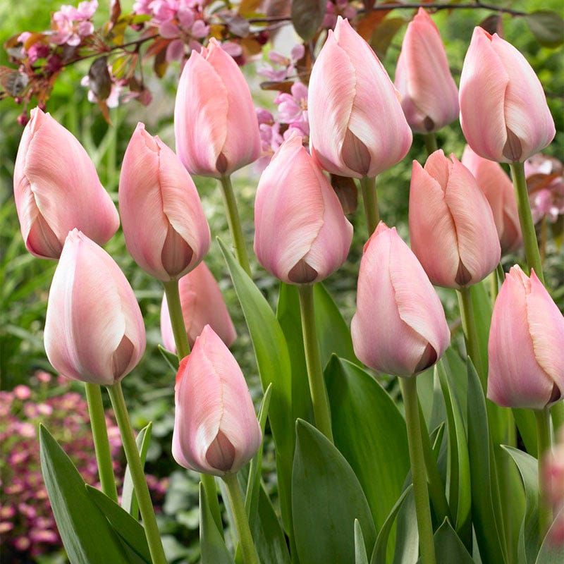 Salmon Van Eijk Darwin Tulip