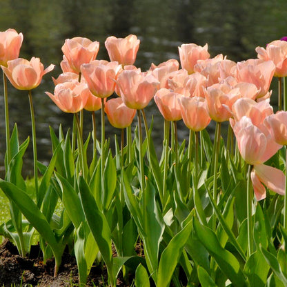Apricot Beauty Single Early Tulip