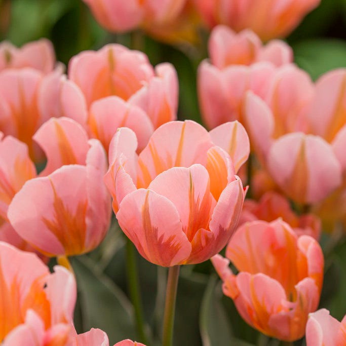 Pretty Princess Single Early Tulip