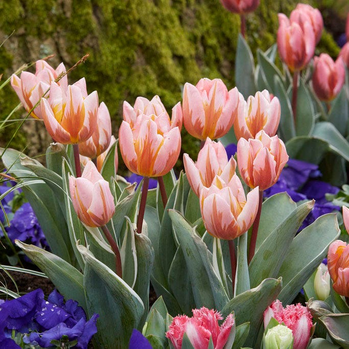 Pretty Princess Single Early Tulip