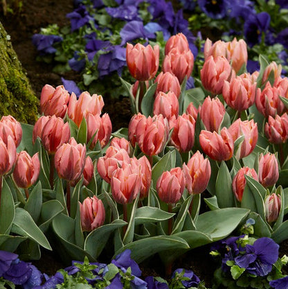 Pretty Princess Single Early Tulip