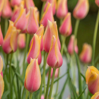 Blushing Beauty Single Late Tulip