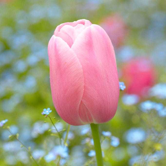 Menton Single Late Tulip