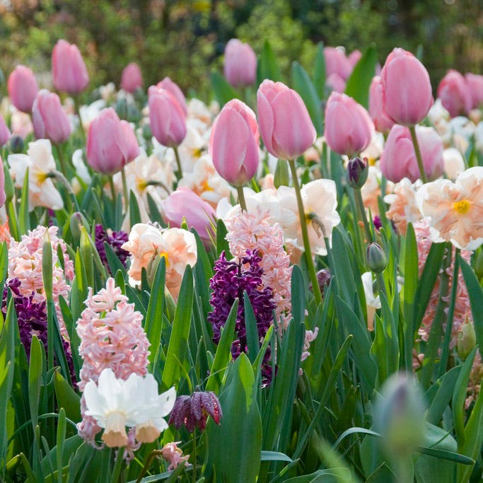 Menton Single Late Tulip