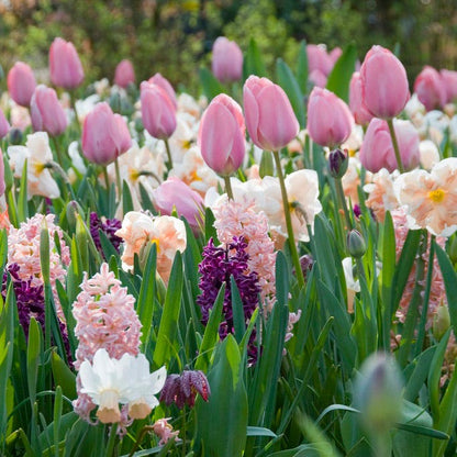 Menton Single Late Tulip