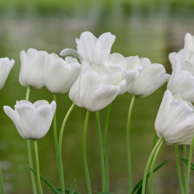 Snow White Single Late Tulip