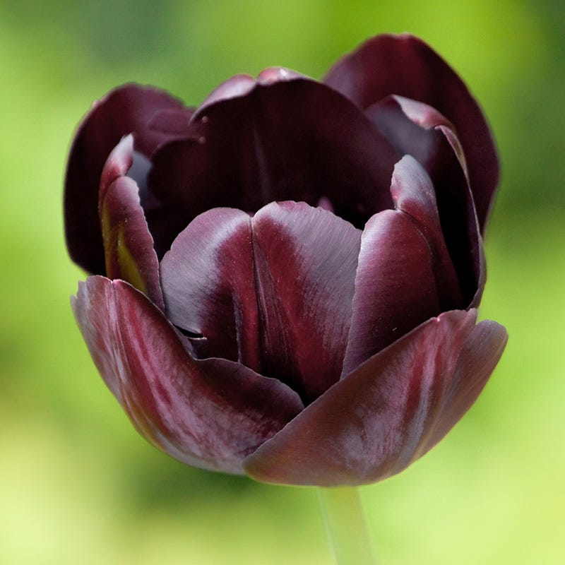 Queen Of The Night Single Late Tulip