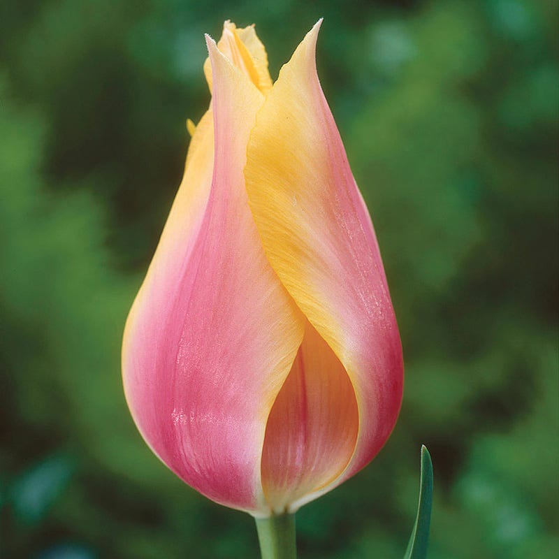 Blushing Beauty Single Late Tulip