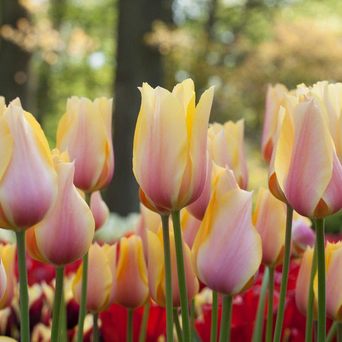 Blushing Beauty Single Late Tulip