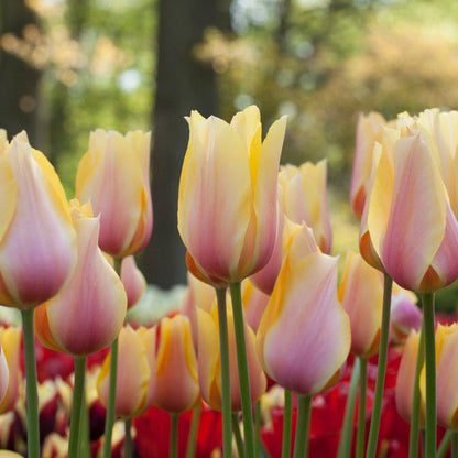 Blushing Beauty Single Late Tulip