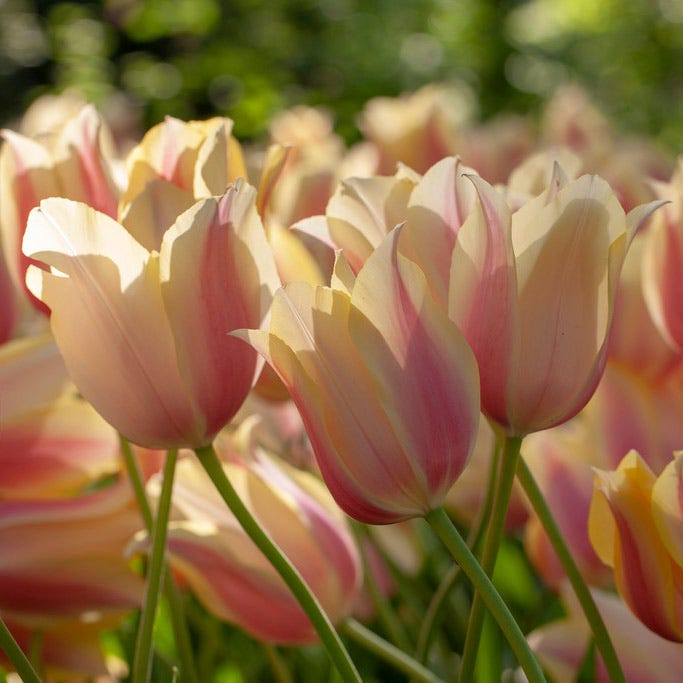 Blushing Beauty Single Late Tulip