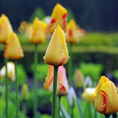 World Expression Single Late Tulip