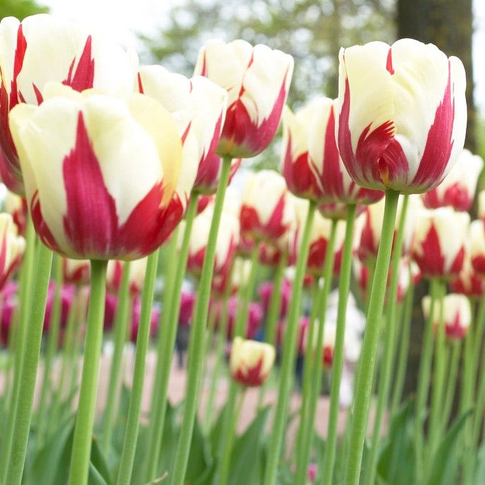 World Expression Single Late Tulip | American Meadows