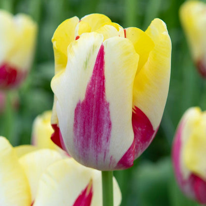 World Expression Single Late Tulip