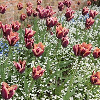 Slawa Triumph Tulip