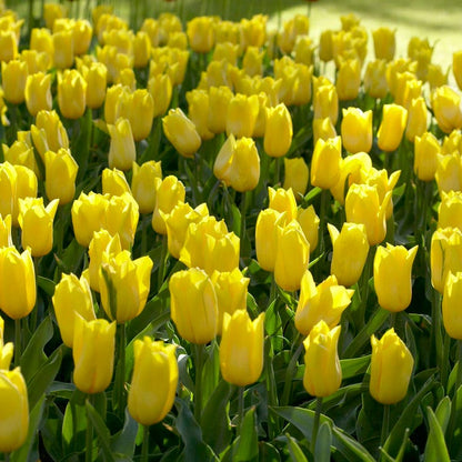 Strong Gold Triumph Tulip