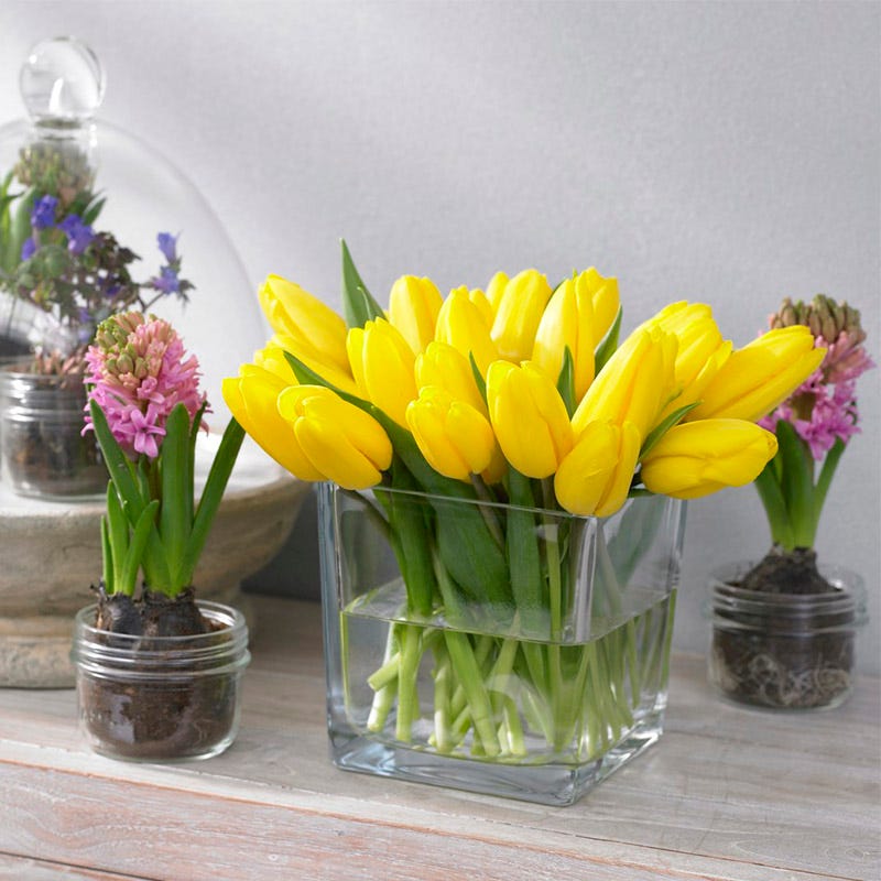 Strong Gold Triumph Tulip