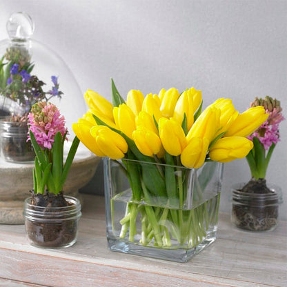 Strong Gold Triumph Tulip