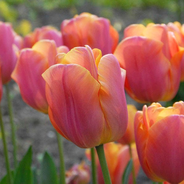Jimmy Triumph Tulip