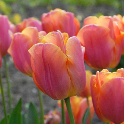 Jimmy Triumph Tulip
