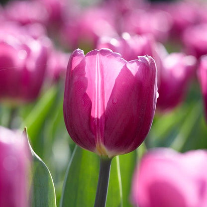Purple Flag Triumph Tulip