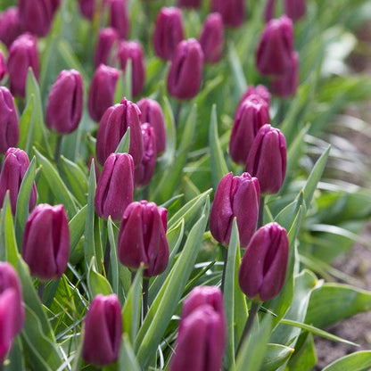 Purple Flag Triumph Tulip